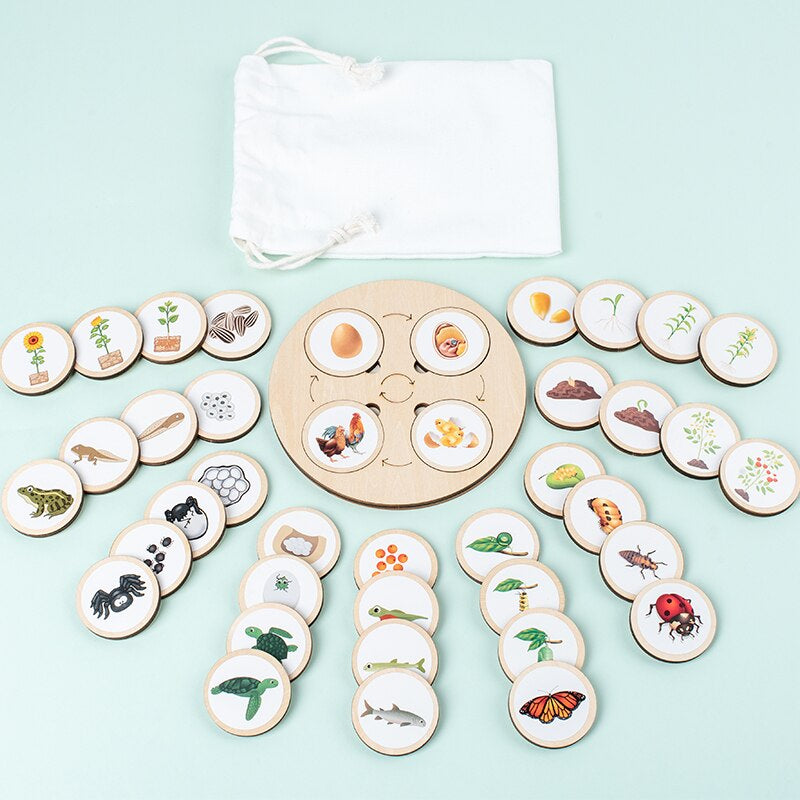 Wooden Life Cycle Puzzle – Educational Puzzle for Kids