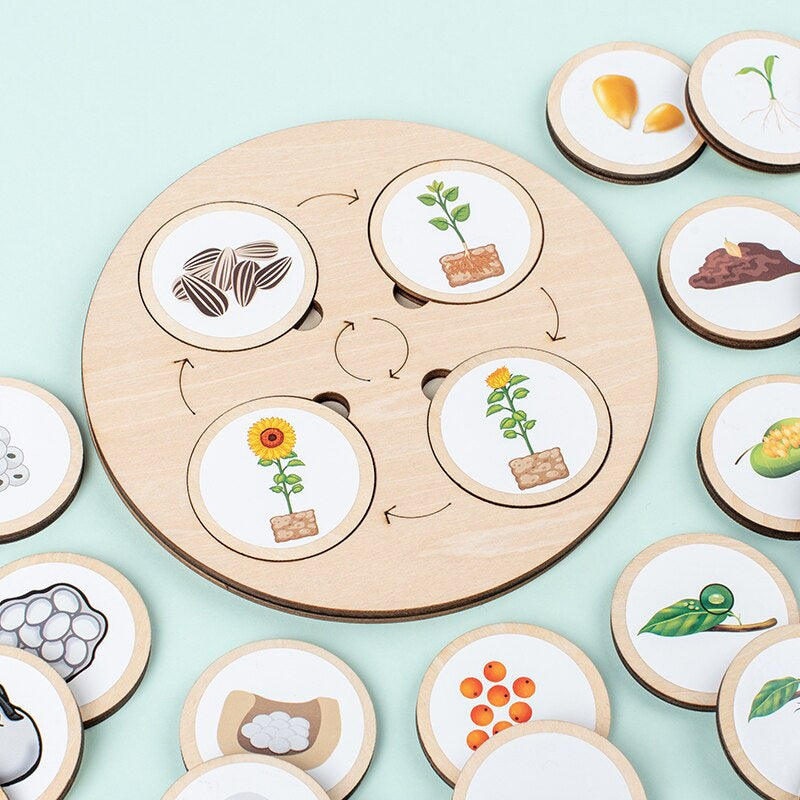 Wooden Life Cycle Puzzle – Educational Puzzle for Kids